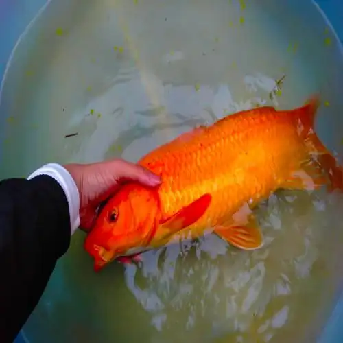 红鲤鱼活体兴国传统荷包观赏鱼宠物风水大型淡水鱼