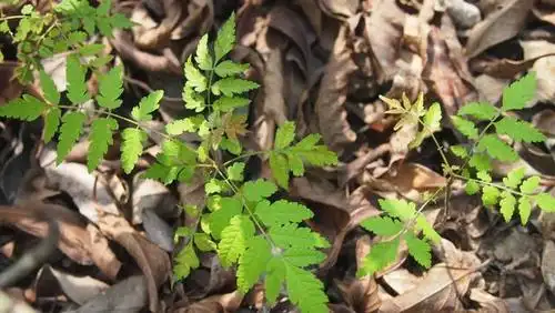 幼苗时,一回羽状复叶.