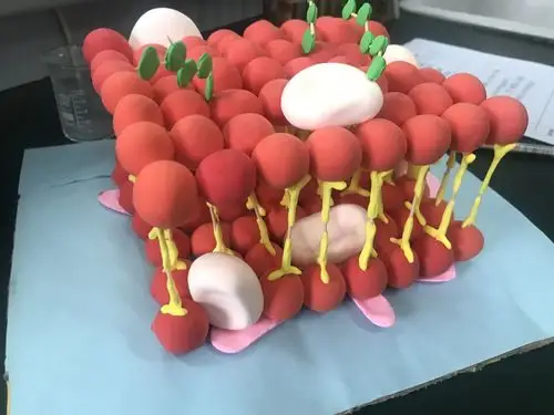 捕获成长基因 分享创作灵感——广河中学生物组"模型构建"竞赛活动