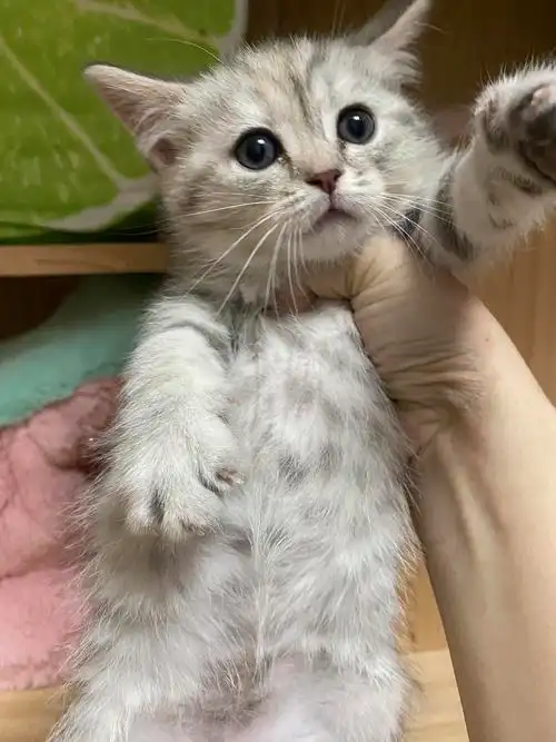 英短鱼骨纹妹妹特价250