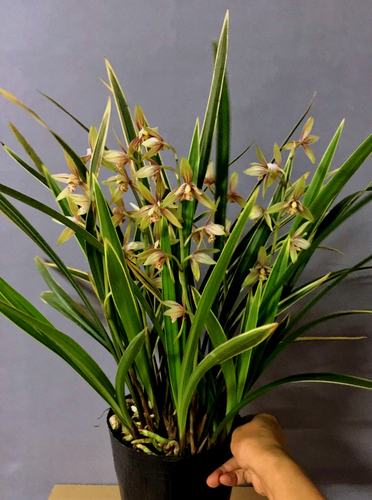 浓香黄金彩虹金边叶艺四季兰建兰开花多发芽率高花粉嫩娇艳