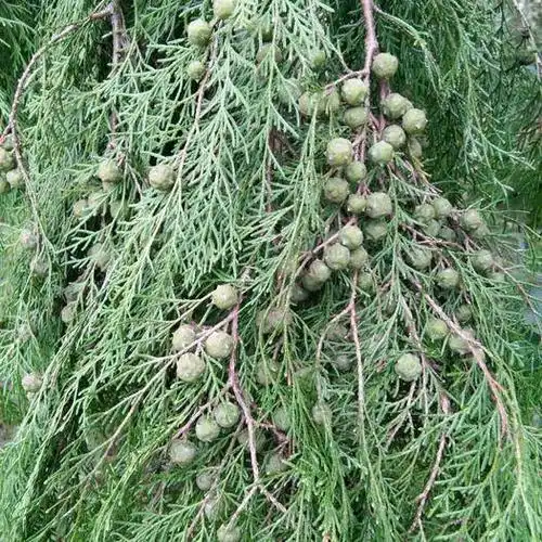 资阳安岳县柏树果