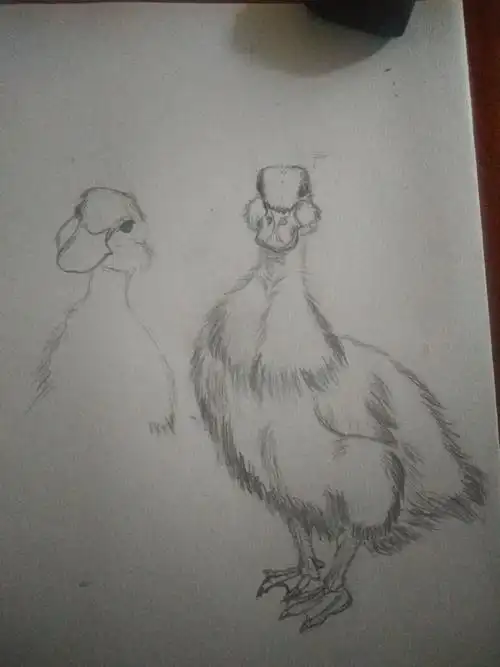 速写练习可爱的小鸭子