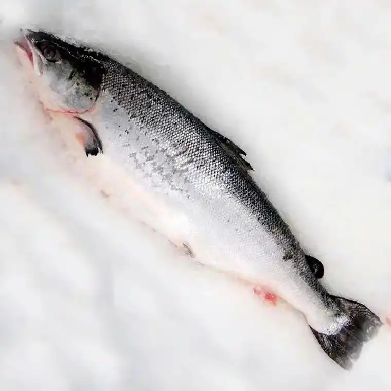 鲑鱼.三文鱼#三文鱼(学名:oncorhynchus),又名 - 抖音