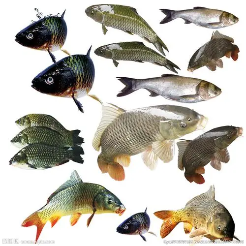 鱼类大全图片