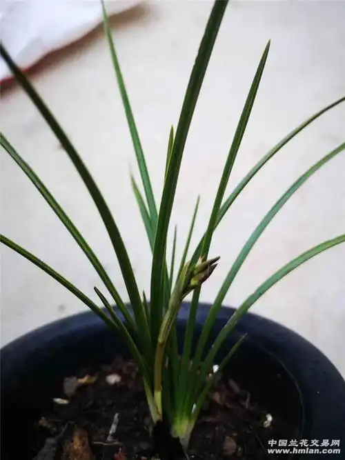 惠兰,细叶小草,有喜欢的朋友没-蕙兰篇-中国兰花交易网社区