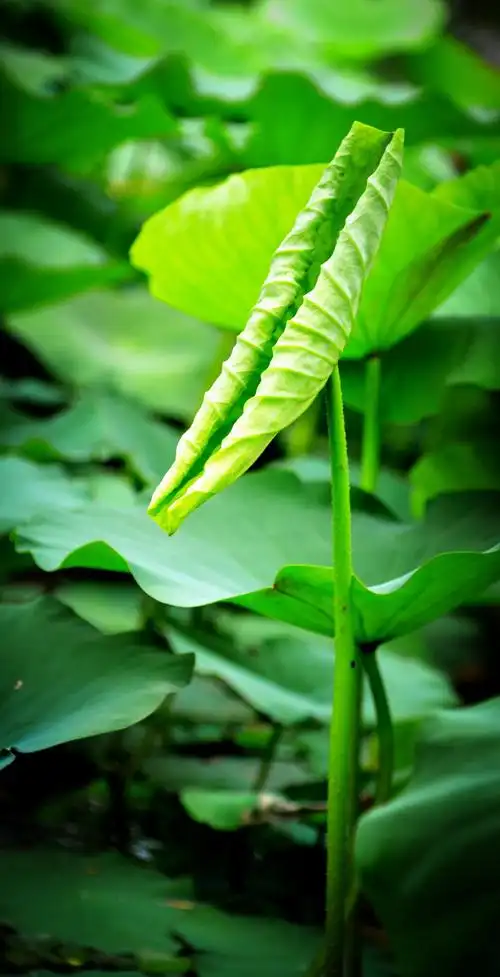 又是一年荷花开