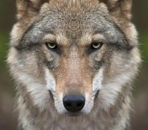 狼个屁 看看狼的眼神