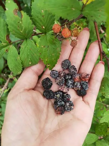 小云杉坪 - 美篇