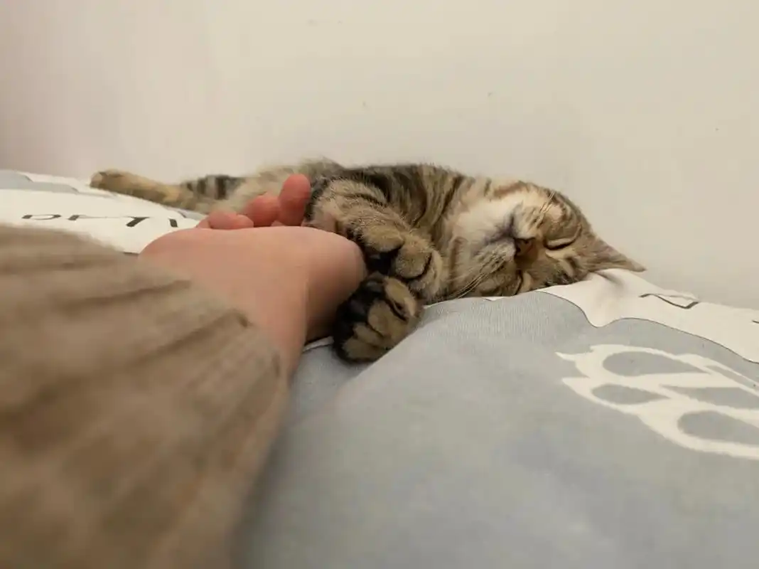 家有萌宠 #喵星人 #猫咪睡觉姿势 #萌宠出道计划 #家有 - 抖音