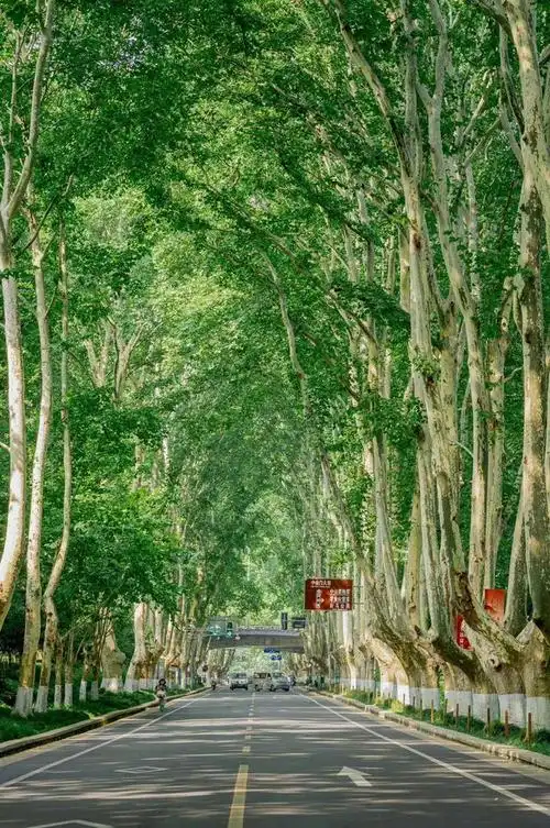 最美不过梧桐树:这条大道诠释了最美的南京,凝结着南京人的情节