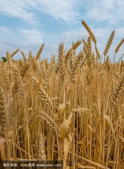 成熟的小麦.庄稼.