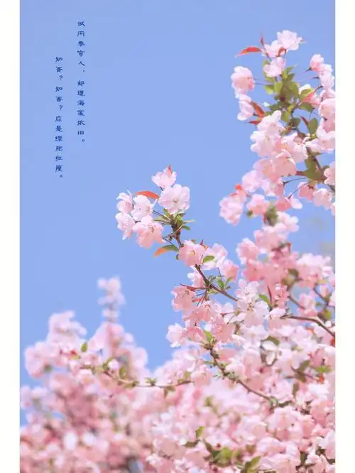 你知道海棠花的花语吗?