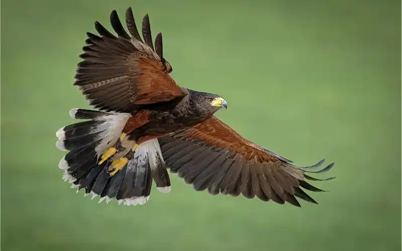 捕食者鹰翅膀绿色背景