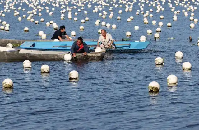 珍珠养殖助增收