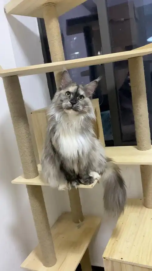 缅因猫#缅因猫#烟色玳瑁小仙女