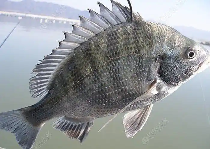 亚婆角融创海湾半岛啊霖快艇船钓黄脚立黑鲷口还不错