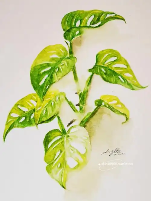 手绘原创云里雾里的黄锦仙洞龟背竹