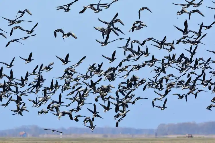 雁群迁徙