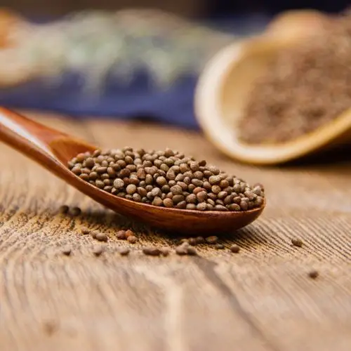 新货 紫苏子 中药材 紫苏籽 紫苏种子 支持药检 承接订单