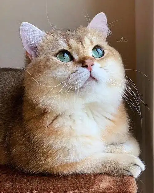 金渐层大脸猫,谁能抵抗它的诱惑啊!