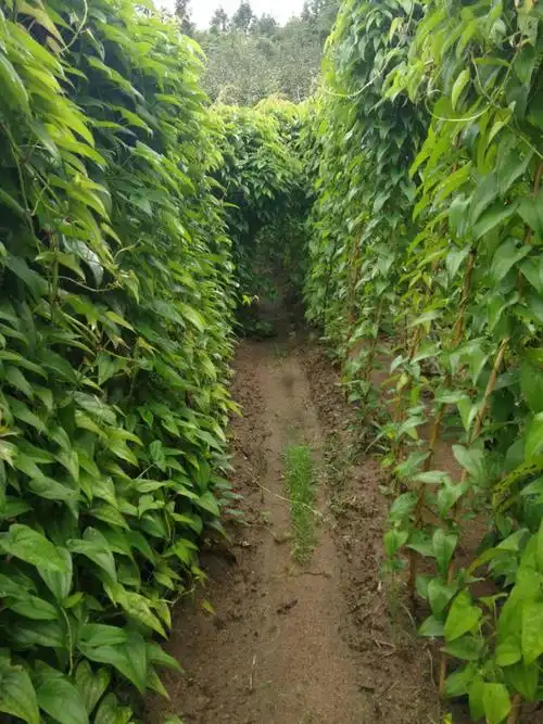 现挖新鲜紫山药紫淮山脚板薯紫玉淮山紫大薯农家种植5斤装