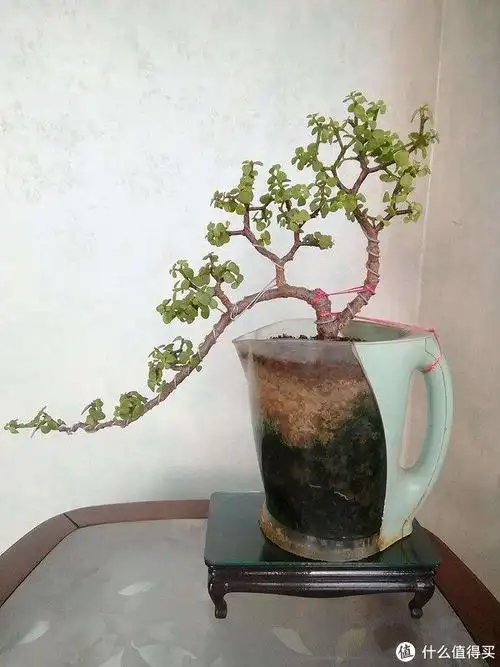 没人要的"金枝玉叶",这样处理,秒变"精致盆景",美出了天际