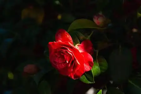 红茶花特写在花园里鲜艳的红色花朵春天的花朵植物园中的日本山茶花