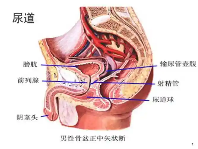 男性尿道和女性尿道是从膀胱通向体外的管道,但二者的位置及结构不同.