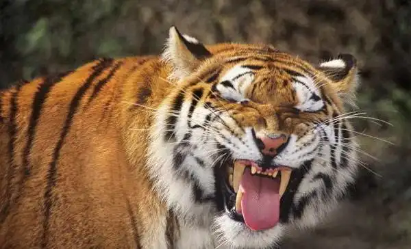 老虎也有萌表情