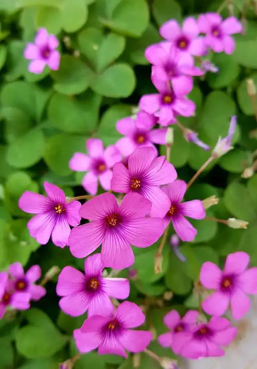 太阳花只有在太阳升起的时候才开花,太阳落山的时候就合拢.
