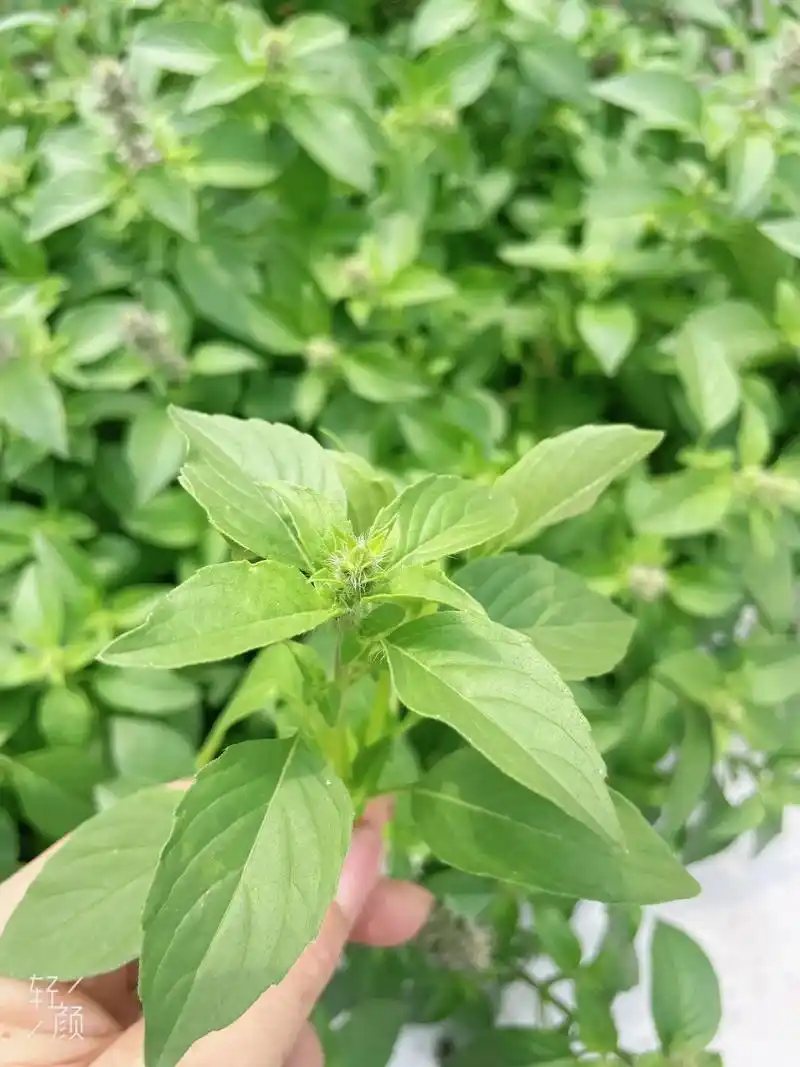 #绿色无公害 新鲜大叶的荆芥 - 抖音