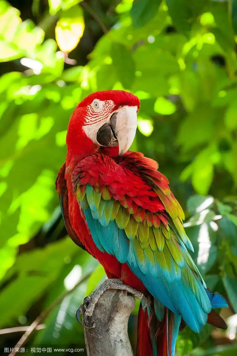 红绿金刚鹦鹉