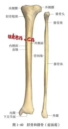 纳迪精讲丨维秘腿的秘密——小腿塑型_手机搜狐网