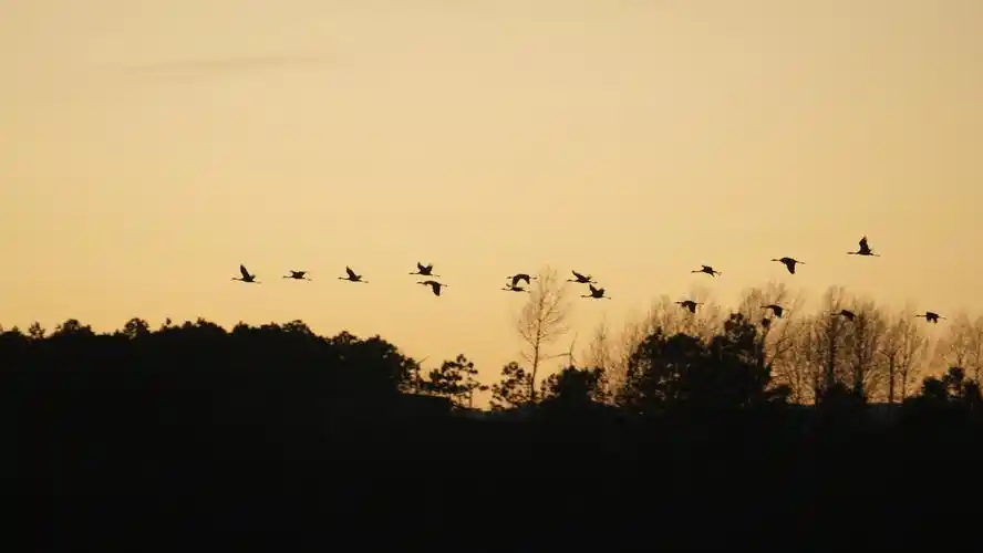 夕阳西下候鸟归巢