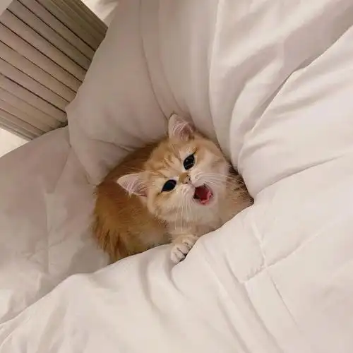 奶呼呼的小奶猫