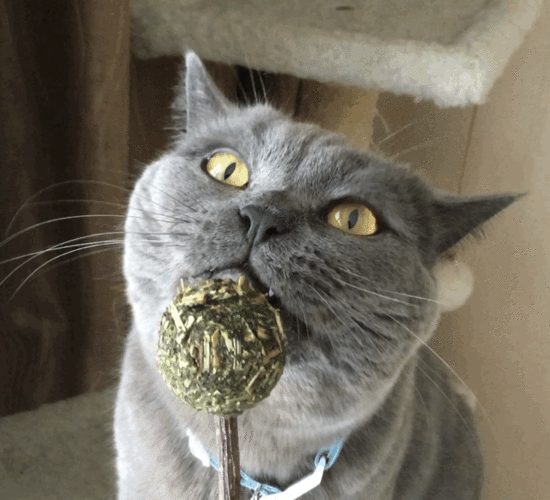 搞笑gif动态图:蛇从空调中窜出捕食老鼠