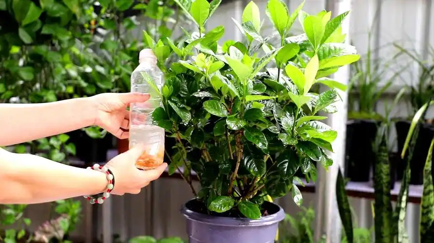 栀子花的养殖方法和注意事项