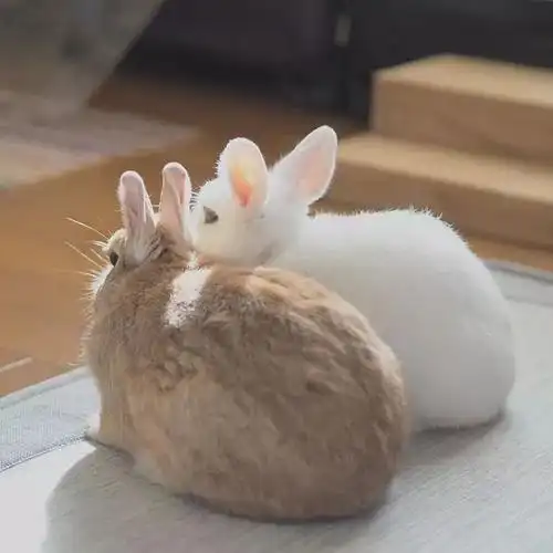 日本网友家这两只相亲相爱的兔子看着就让人心情大好