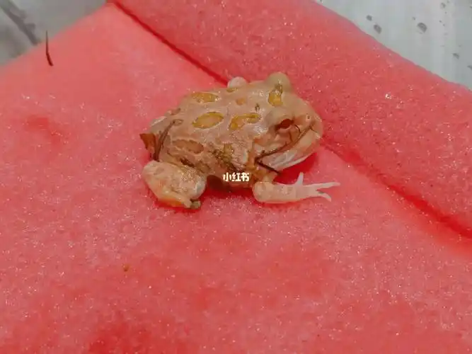 角蛙饲养新手上路