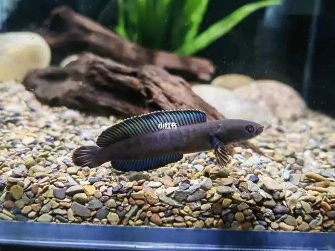 奶茶雷龙的蒙眼