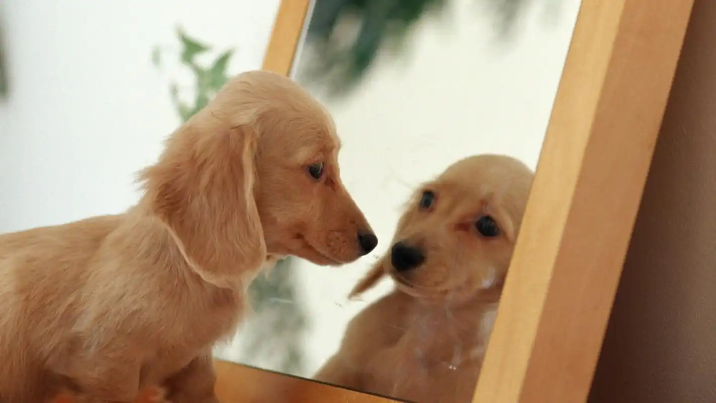 可爱腊肠狗照镜子电脑桌面壁纸下载