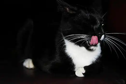 有趣,猫,舌头,黑猫