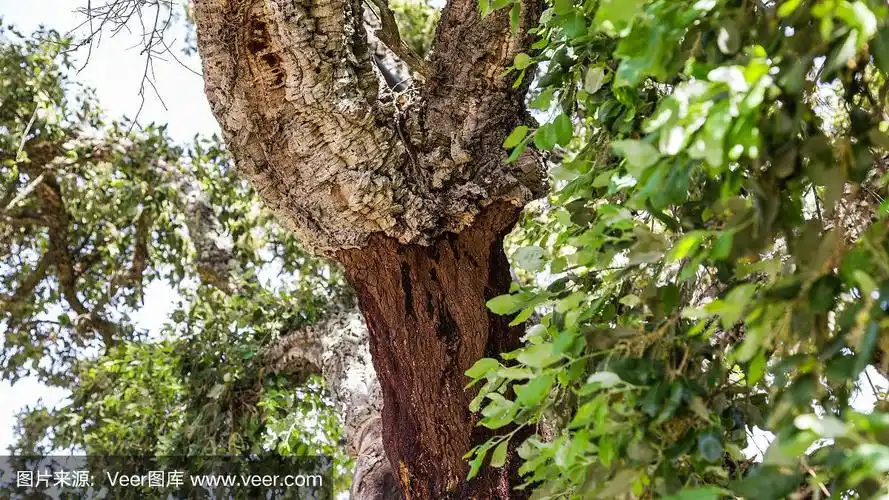 葡萄牙阿尔加维蒙奇克山的一棵栓皮栎