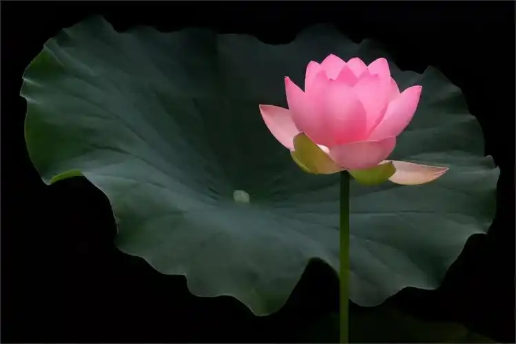 压暗荷叶的反光,使荷花更加突出,让画面显得柔和纯净,清新脱俗