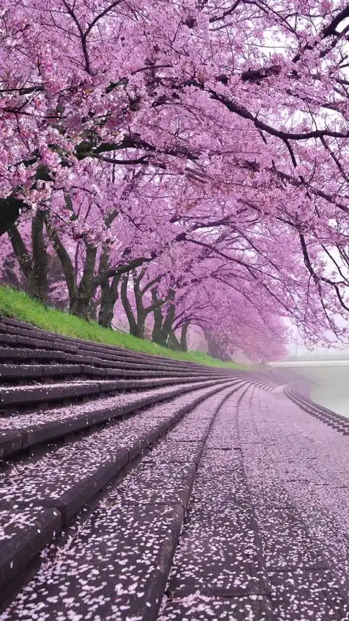 樱花飘落浪漫不停