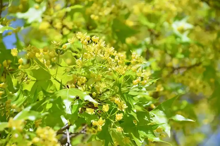 枫树花,原创拍摄|枫树|原创|拍摄_新浪新闻