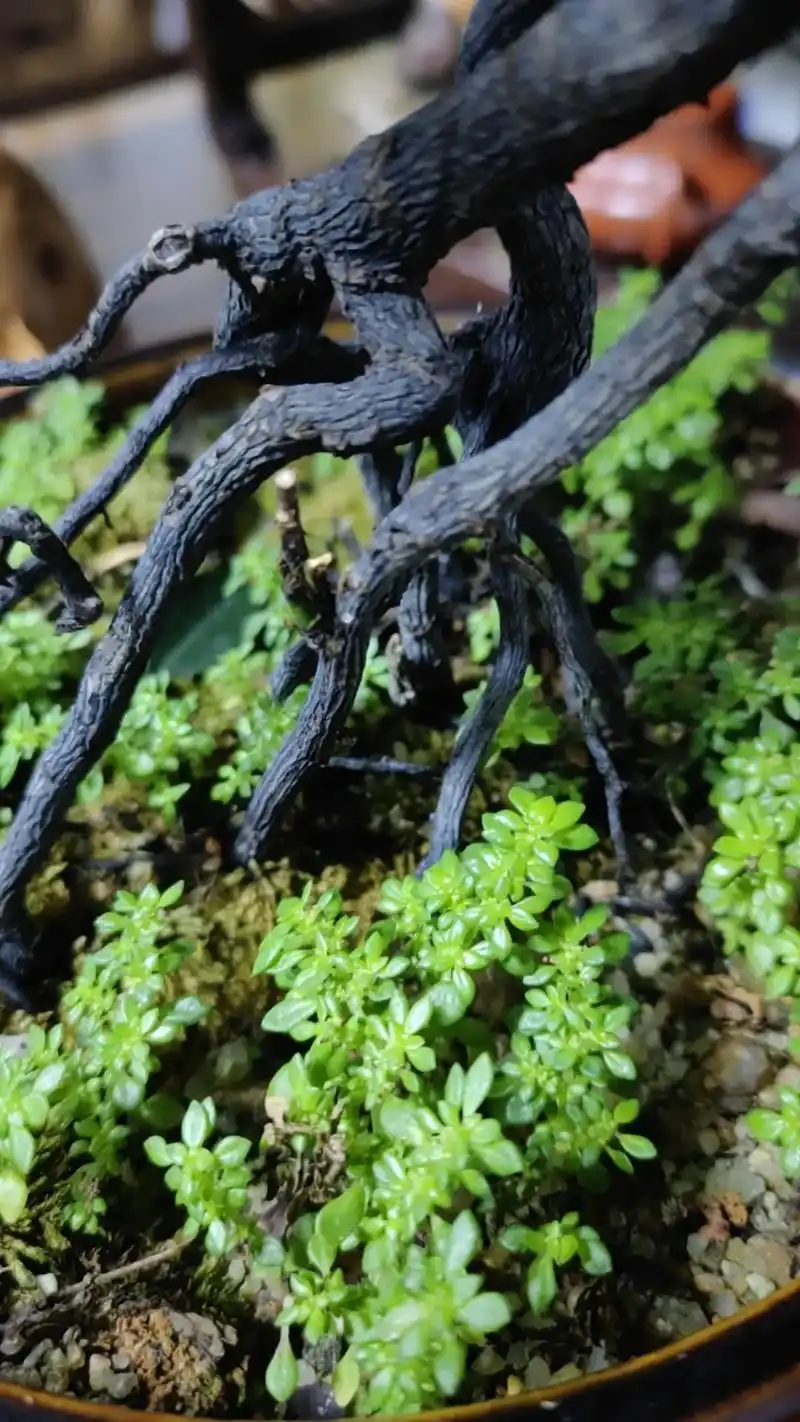 黑骨茶开花是很好的,但是没有特殊的寓意,而且它开花是非常难的 - 抖