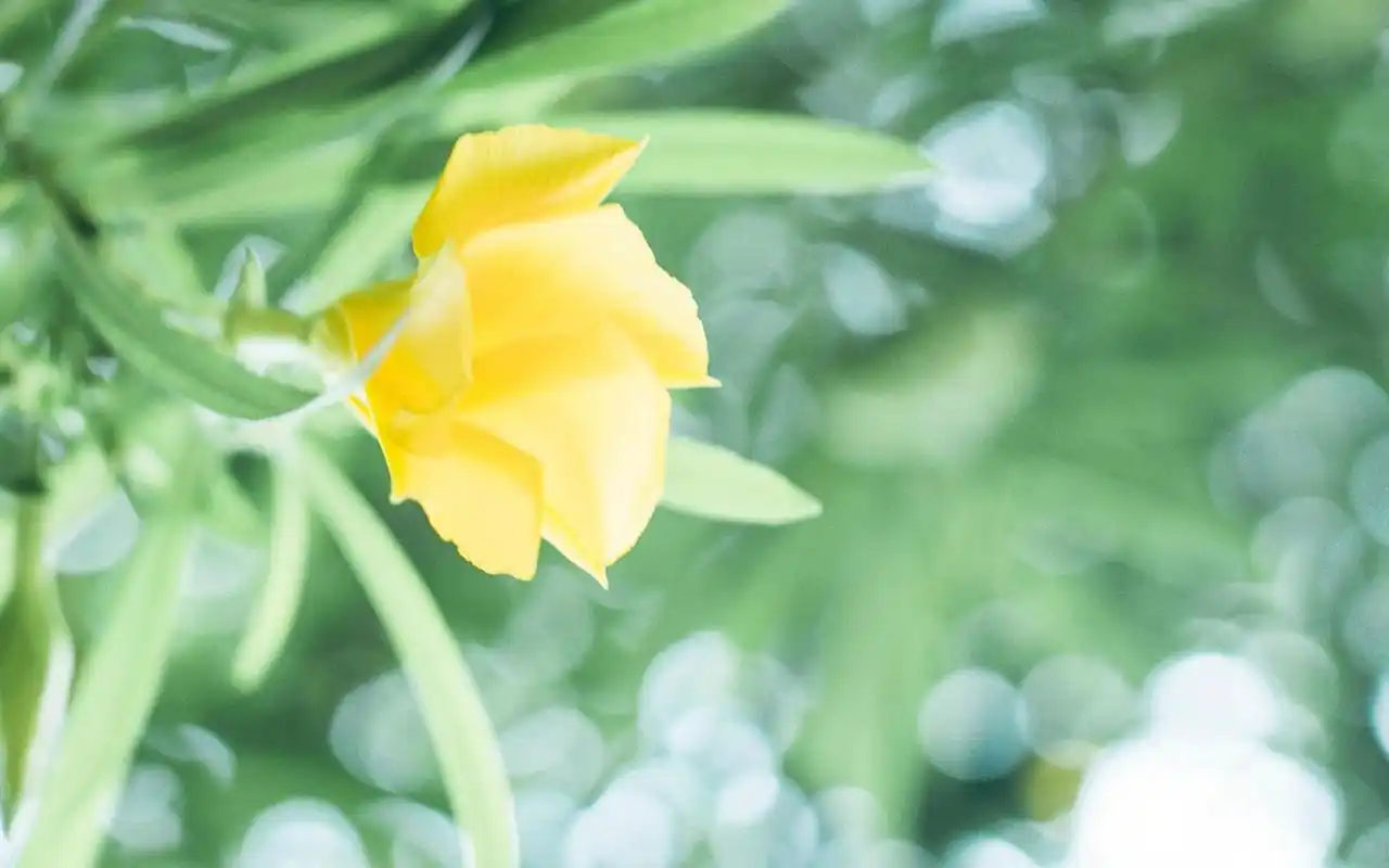 桌面壁纸 风格壁纸 小清新唯美静物高清图片桌面壁纸 (5/ 7) 2017-11