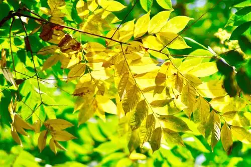 秋天的栾树叶与紫薇花|栾树|紫薇花_新浪新闻